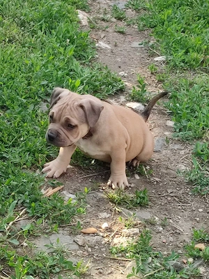 American bully fajtatiszta jellegű  - kép 2