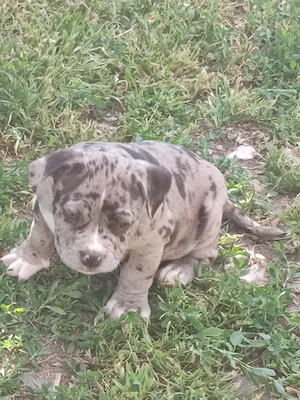 American bully fajtatiszta jellegű  - kép 3