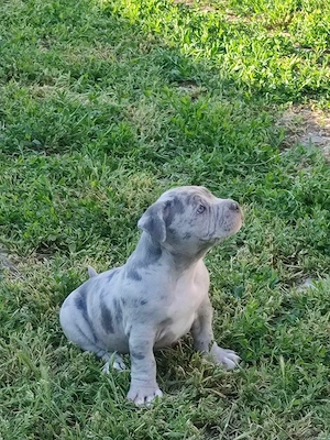 American bully fajtatiszta jellegű  - kép 5