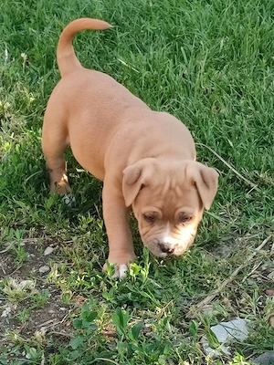 American bully fajtatiszta jellegű  - kép 6