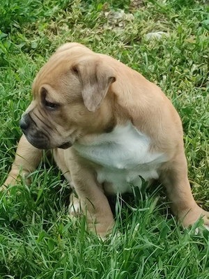 American bully fajtatiszta jellegű  - kép 7