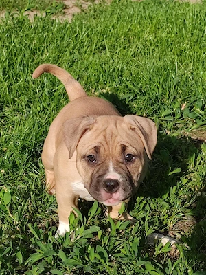 American bully fajtatiszta jellegű  - kép 4
