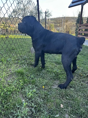 Cane Corso jellegű kölyök kutyus  - kép 3