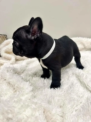 francia bulldog kölykök - kép 2