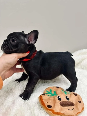 francia bulldog kölykök