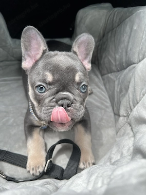 francia bulldog kölykök - kép 6