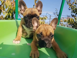 francia bulldog kölykök - kép 4