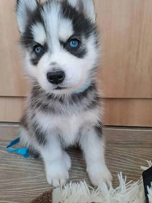 szibériai husky