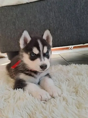 szibériai husky - kép 2