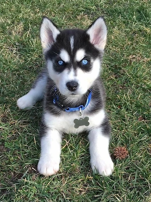 szibériai husky - kép 3