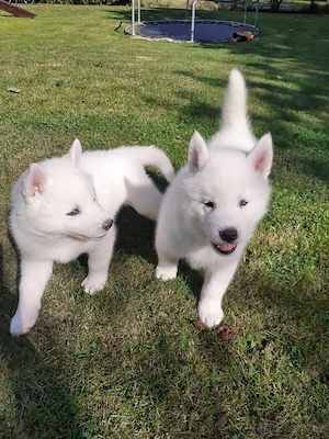 szibériai husky - kép 4