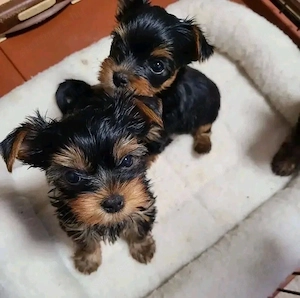Yorkshire terrier - kép 7