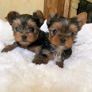 Yorkshire terrier - kép 5
