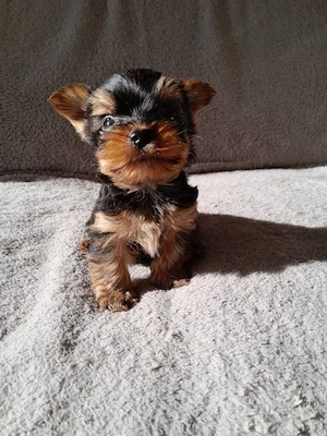 Yorkshire terrier - kép 4