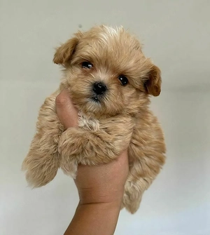 maltipoo kölykök - kép 5