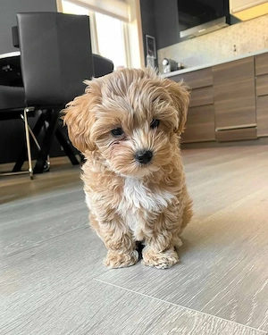 maltipoo kölykök - kép 4
