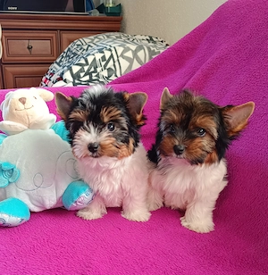 Mini Biewer YorkshireTerrier Kiskutya eladó