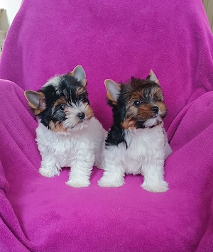 Mini Biewer YorkshireTerrier Kiskutya eladó - kép 3