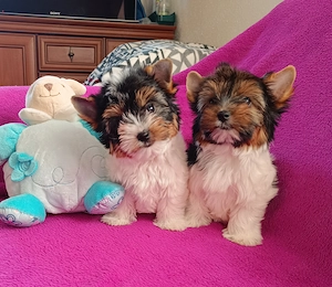 Mini Biewer YorkshireTerrier Kiskutya eladó - kép 2