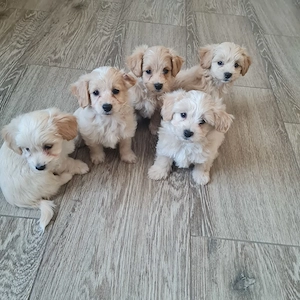 Maltipoo kiskutyák - kép 2