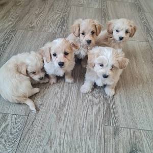 Maltipoo kiskutyák - kép 3