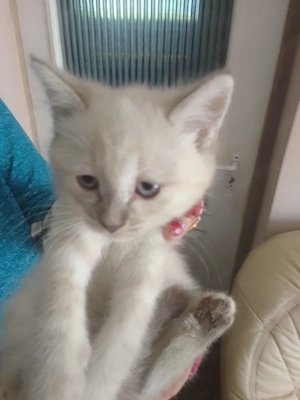 Ragdoll10hetes nőstény  - kép 3