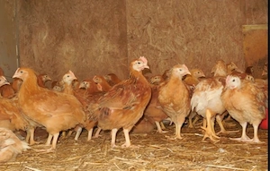  Előnevelt Red Master csirke - holland prémium minőség - kép 3