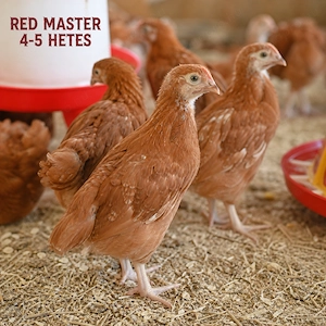 Előnevelt Red Master csirke - holland prémium minőség - kép 2