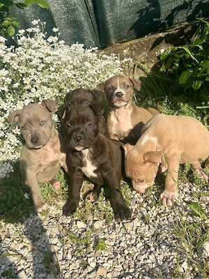 Staffordshire terrier kölykök