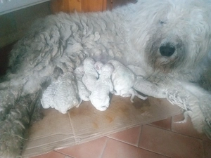 Komondor kölykök