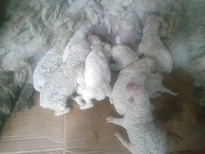 Komondor kölykök - kép 2