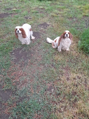 Cavalier King Charles felnőtt szukák ivartalanítva gazdit keresnek - kép 2