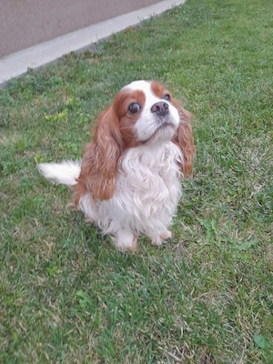 Cavalier King Charles felnőtt szukák ivartalanítva gazdit keresnek