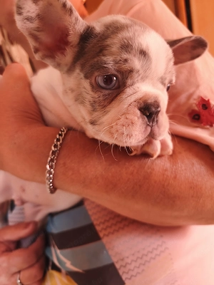 Francia bulldog kiskutya eladó! - kép 3