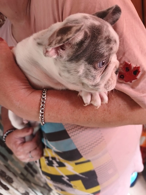 Francia bulldog kiskutya eladó! - kép 2