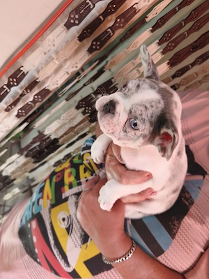 Francia bulldog kiskutya eladó! - kép 4