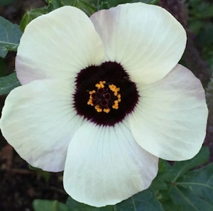 Varjúmák (Hibiscus trionum) magok - kép 2