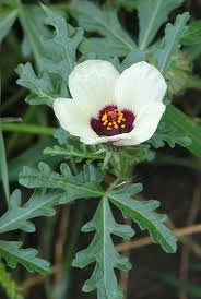 Varjúmák (Hibiscus trionum) magok - kép 3