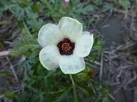 Varjúmák (Hibiscus trionum) magok - kép 6