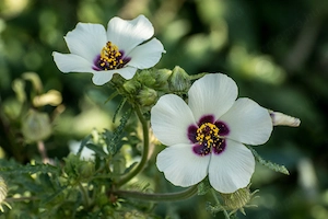 Varjúmák (Hibiscus trionum) magok - kép 5