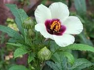 Varjúmák (Hibiscus trionum) magok - kép 4