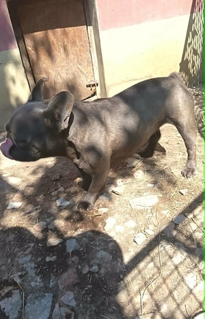 Felnőtt, kék (Blue) színű Francia bulldog nőstény - kép 5