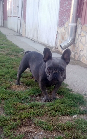 Felnőtt, kék (Blue) színű Francia bulldog nőstény - kép 2
