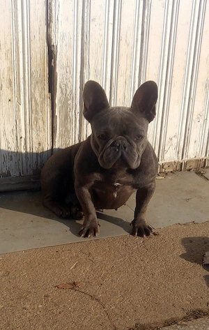 Felnőtt, kék (Blue) színű Francia bulldog nőstény