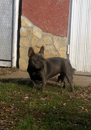 Felnőtt, kék (Blue) színű Francia bulldog nőstény - kép 4