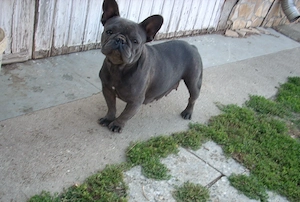 Felnőtt, kék (Blue) színű Francia bulldog nőstény - kép 3
