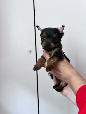 Yorkshire terrier  - kép 2