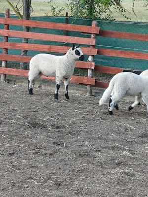 kerry hill bárány eladó - kép 2
