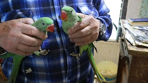 Nagysándor kék hordozó kézzel nevelt szelíd