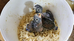 Bronzszárnyú papagáj kézzel nevelt szelíd - kép 2